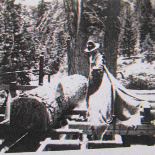 An old image of Randall Lumber & Hardware employees next to a cut down tree